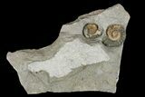 Two Fossil Ammonites (Promicroceras) - Lyme Regis #166645-1